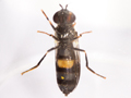 Platycheirus rosarum